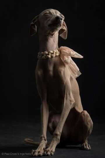 Italian Greyhound Dog Breed: Stunning Photos that Showcase their Elegance