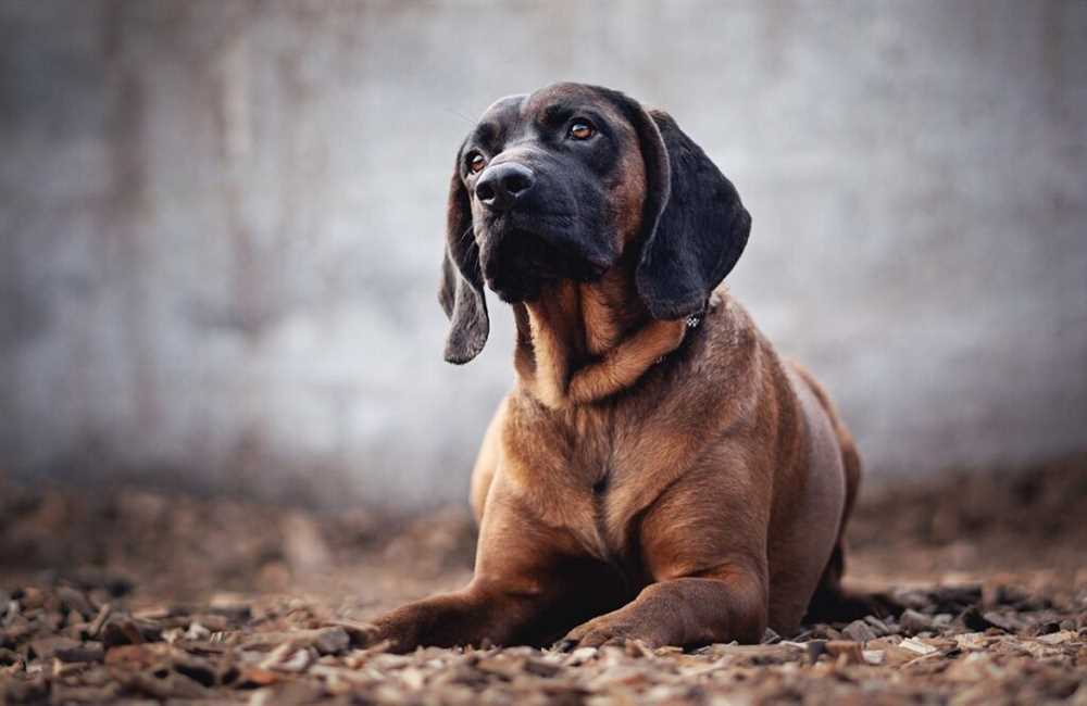 Journey into the World of the Bloodhound Dog Breed through Captivating Images