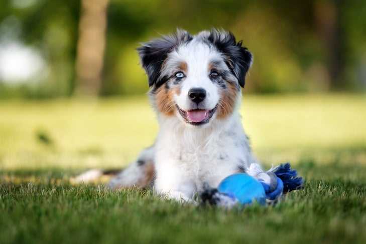 Keep Your Australian Shepherd Happy and Healthy: Tips for Owners