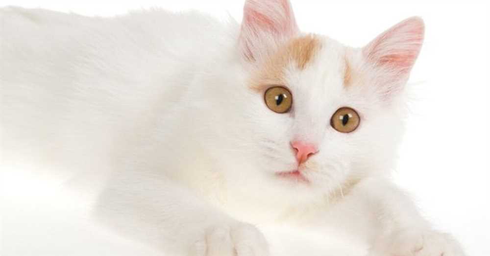 Keeping a Turkish Van Happy and Healthy: Tips for Cat Owners
