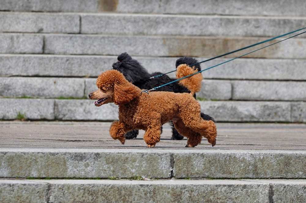 Keeping Your Toy Poodle Healthy