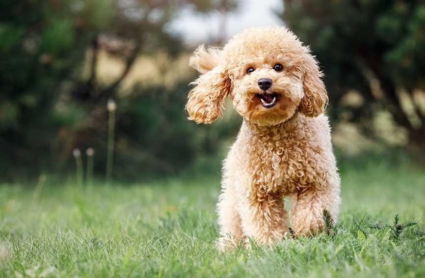 Establishing a Balanced Diet for Your Toy Poodle