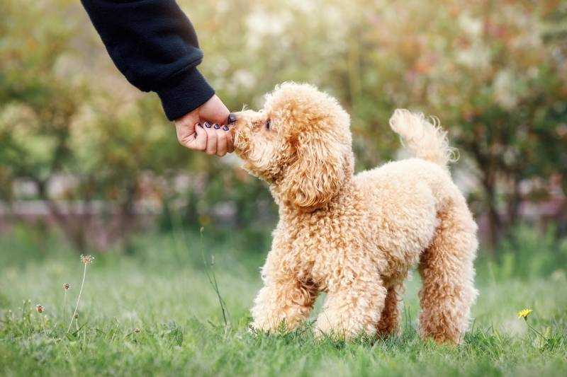 Keeping Your Toy Poodle Happy and Healthy: A Guide for Owners