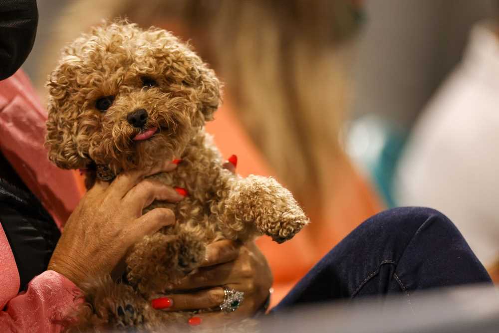 Discover the Cuteness of Toy Poodles: