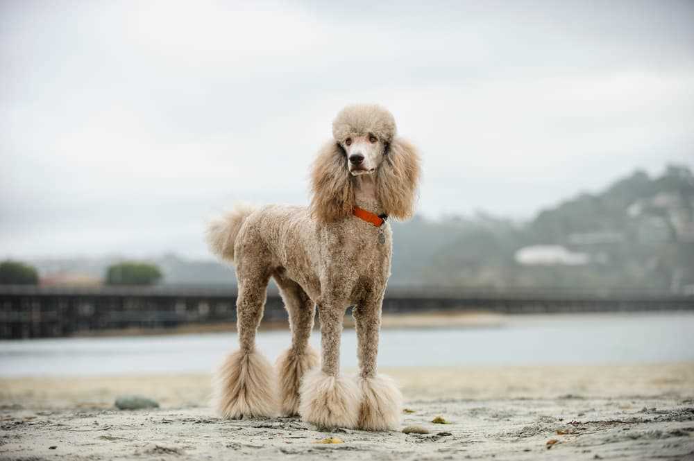 Meet the Adorable Toy Poodle: A Picture Guide to this Cherished Dog Breed