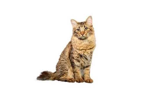 History and Origins of the American Bobtail