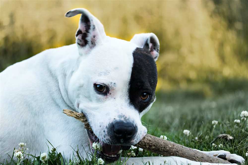 The Enchanting Breed Photograph of the American Staffordshire Terrier