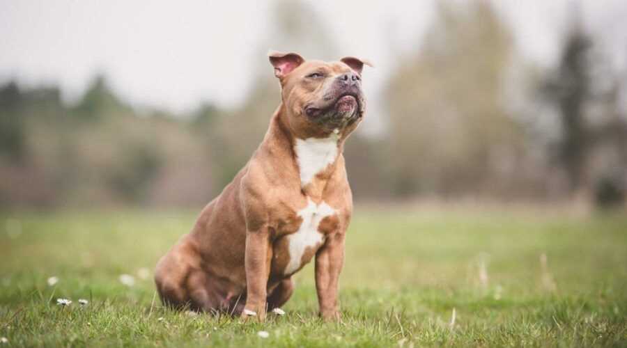 Meet the American Staffordshire Terrier: Captivating Breed Picture and Characteristics