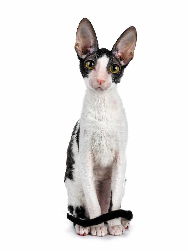 Discover the Distinctive Charm of the Cornish Rex