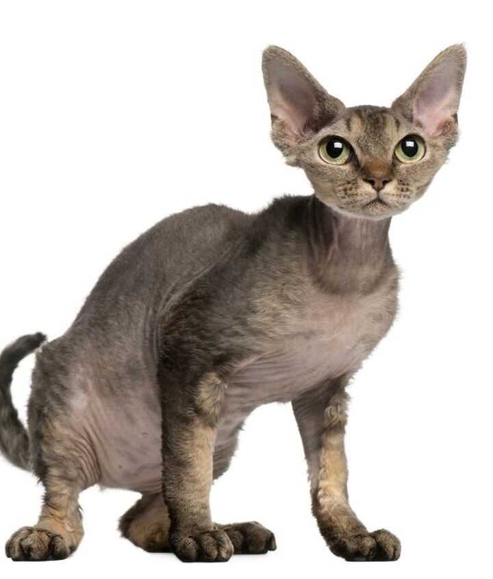 Refined and Sophisticated: The Cornish Rex