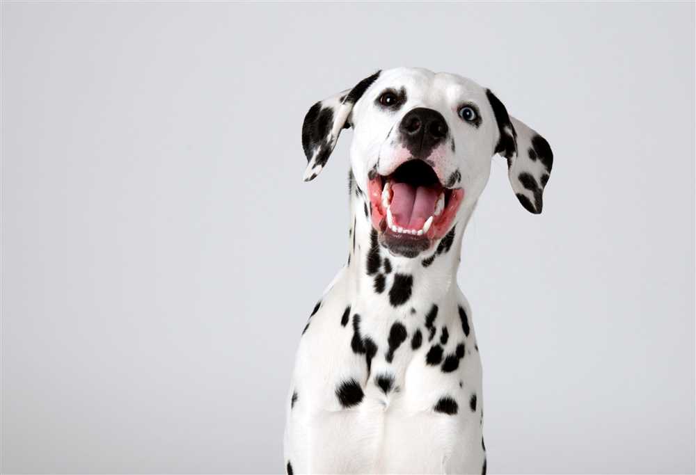 A Look at the Dalmatian Dog's Unique Characteristics