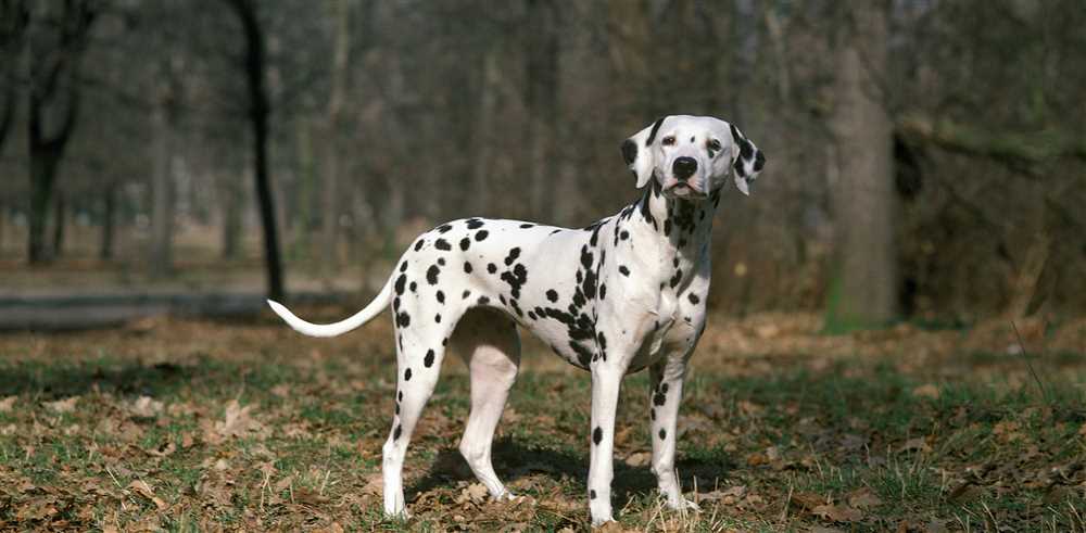 Meet the Dalmatian Dog: A Picture Perfect Breed