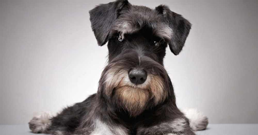 Meeting the Miniature Schnauzer: a picture-perfect encounter