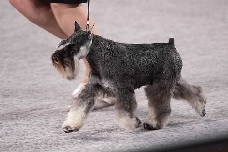 Unparalleled beauty: Miniature Schnauzers are a sight to behold
