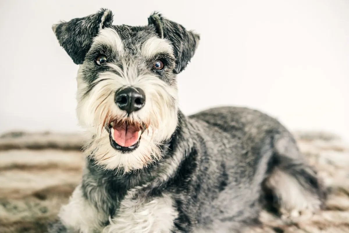 Meet the Miniature Schnauzer: A Picture-Perfect Breed