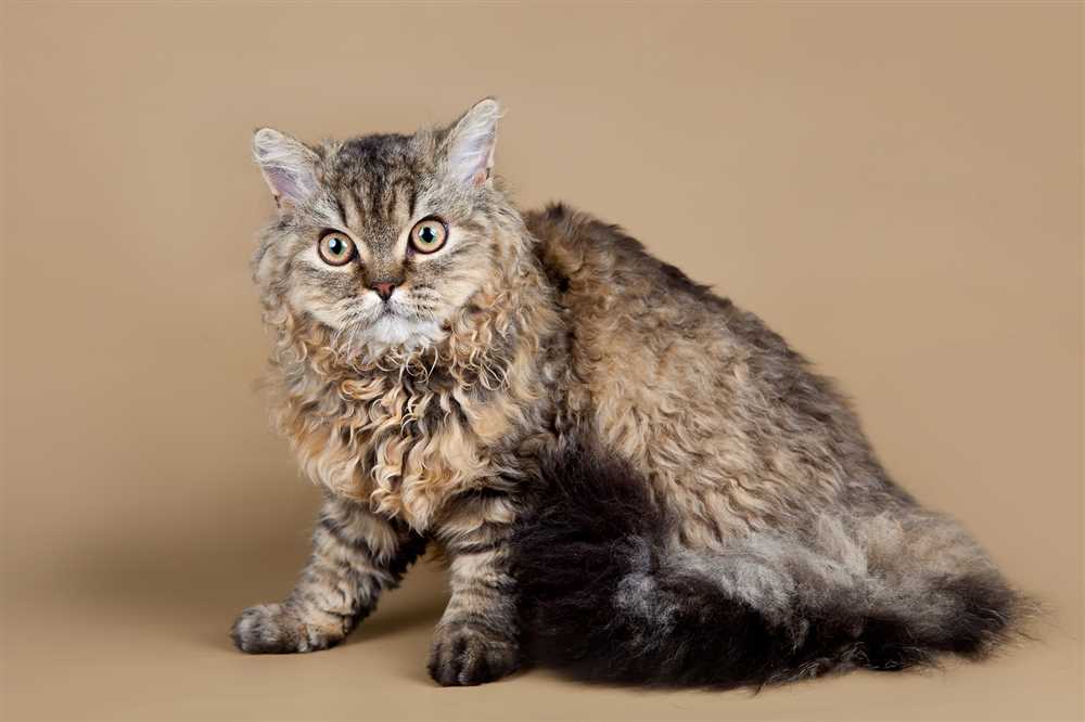 Distinctive Appearance of the Selkirk Rex