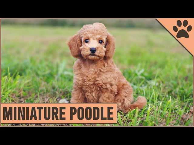 Miniature Poodle Pictures: Explore the Cuteness and Grace of this Tiny Canine Companion