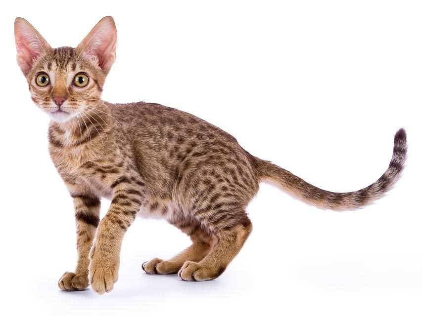 A Captivating Glimpse into the World of Ocicat Cats
