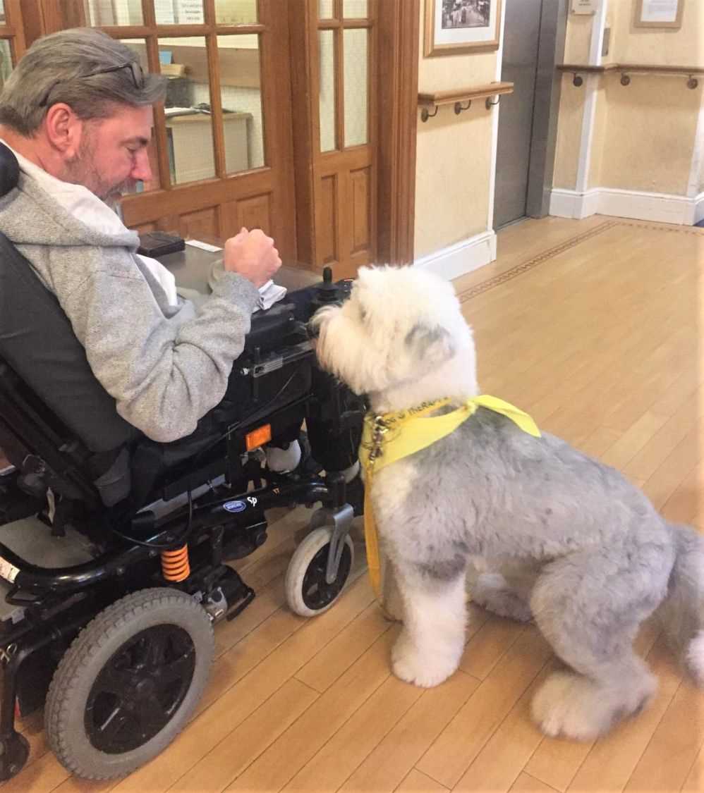 Old English Sheepdogs as Therapy Dogs: Spreading Happiness