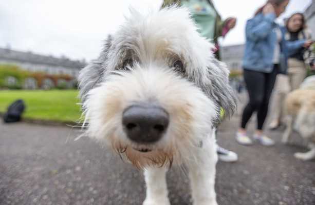 Old English Sheepdogs as Therapy Dogs: Bringing Joy to Those in Need