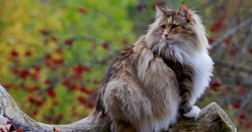 Unveiling the Stunning Beauty of Siberian Cats