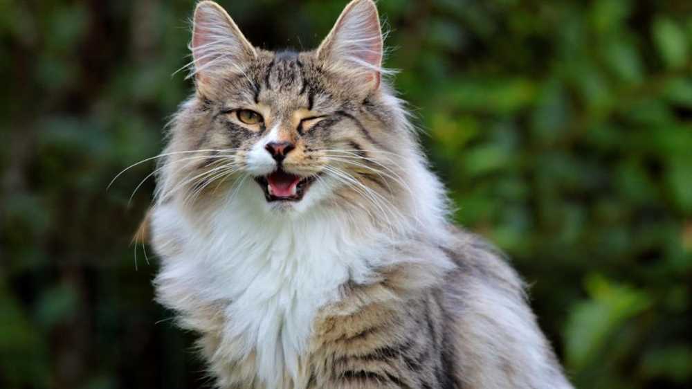 Picture Perfect: Admiring the Majestic Siberian Cat Breed Through Images