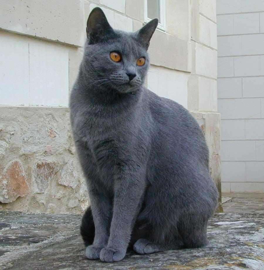 Flawless Images of Chartreux Cats