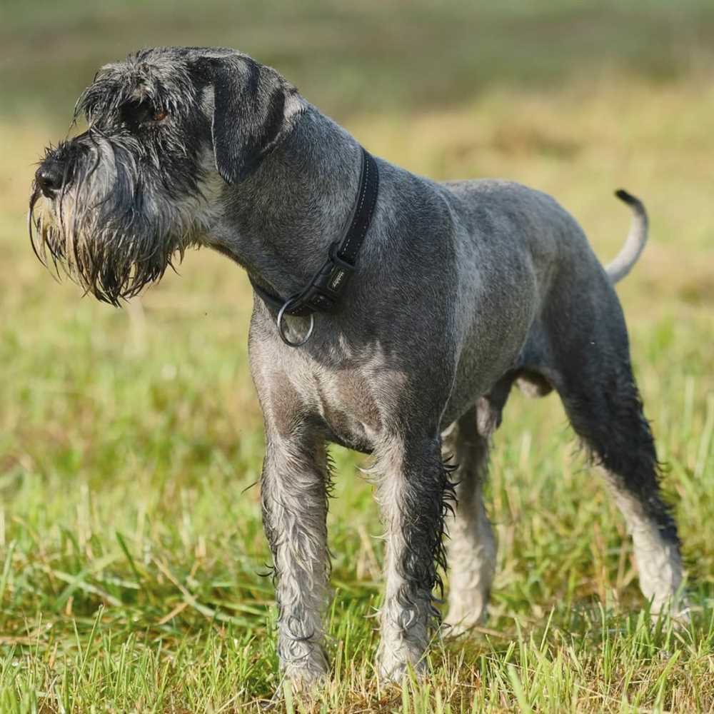 Unraveling the Mystique: A Glimpse into the Standard Schnauzer Breed