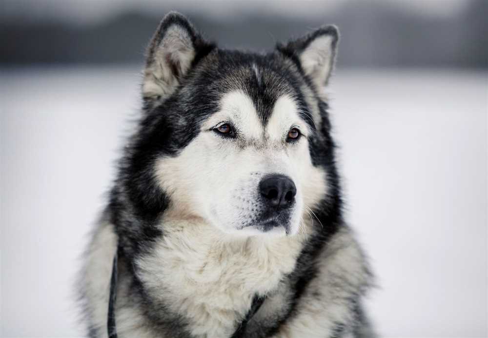 Capturing the Majestic Characteristics of the Alaskan Malamute Dog Breed
