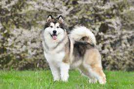 Picture Perfect: Exploring the Iconic Features of the Alaskan Malamute Dog Breed
