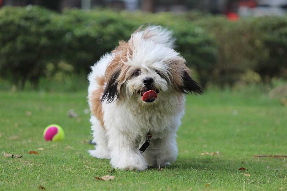 Discover the Distinctive Characteristics of Lhasa Apso Dogs