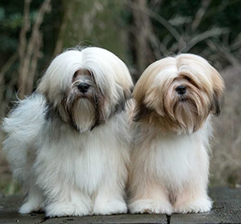 Picture Perfect: Exploring the Unique Features of the Lhasa Apso Dog Breed