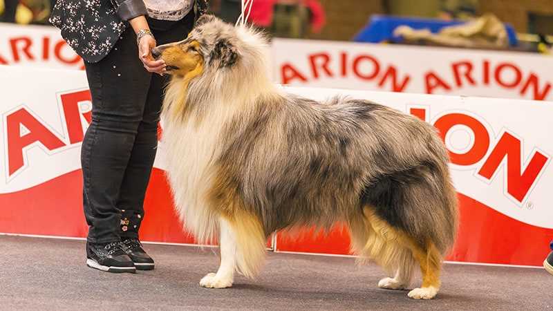 Captivating Elegance: The Striking Appearance of Collie Dogs