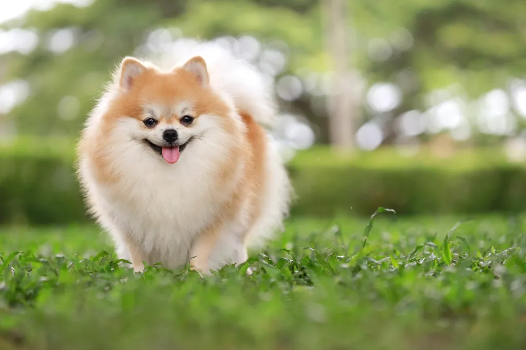 Ideal Images: The Pomeranian Canine Variety in Photographs