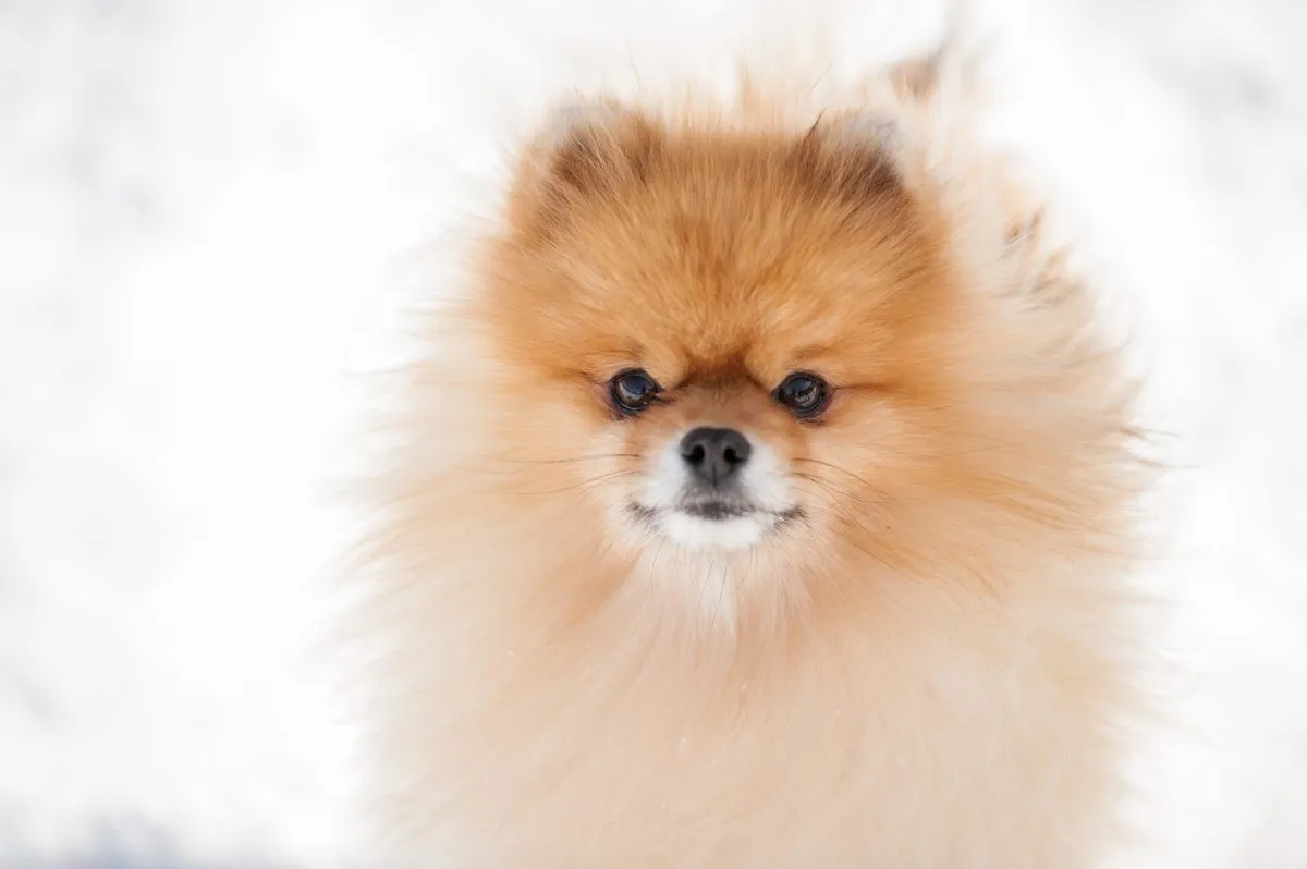 Flawless Portraits: A Collection of Pomeranian Photographs