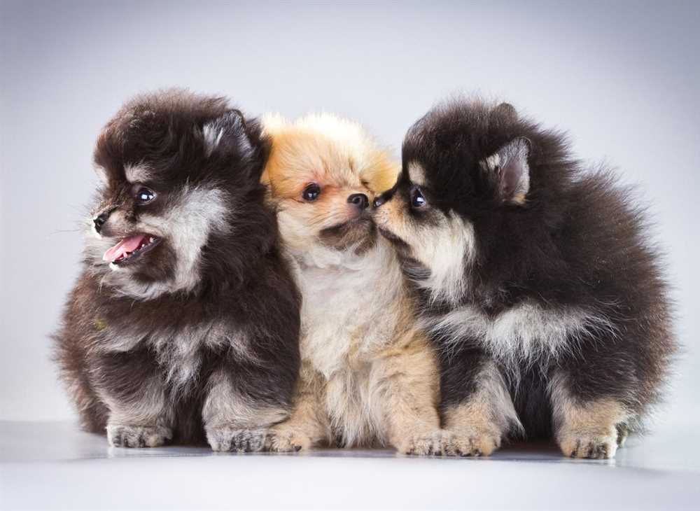 Picture Perfect: The Pomeranian Dog Breed in Photos