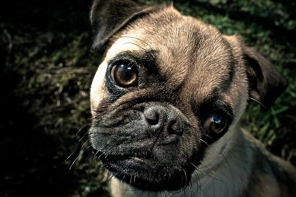 Picture Perfect: The Pug Dog Breed in all its Photogenic Glory