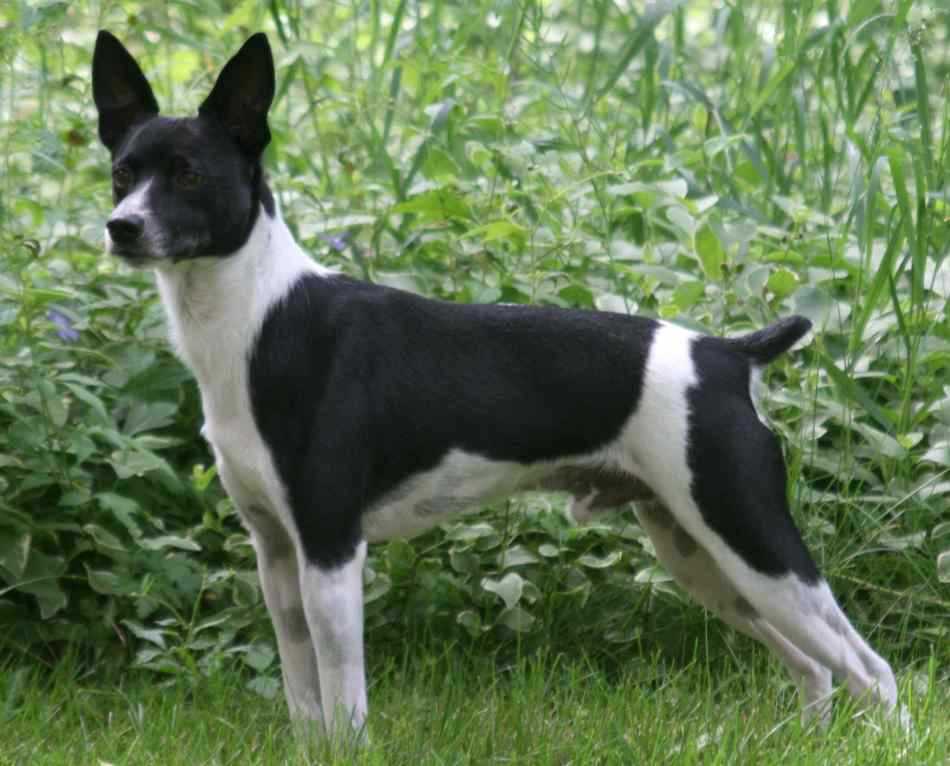 Rat Terrier Health Concerns: Understanding and Preventing Common Issues