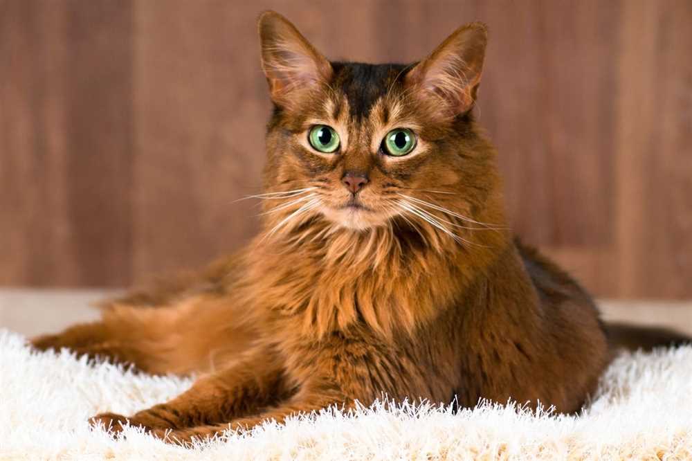 What Makes the Somali Cat Breed Unique?