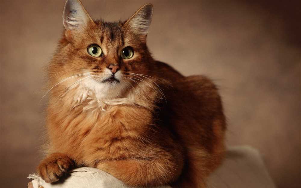 Growing in Popularity: The Somali Cat Breed and Its Unique Features