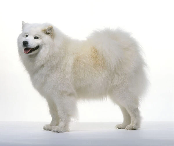 The Origin and History of Samoyed Dogs