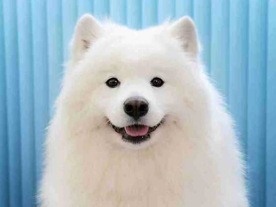 Samoyed Dog Breed in Pictures: Discover the Charm and Elegance