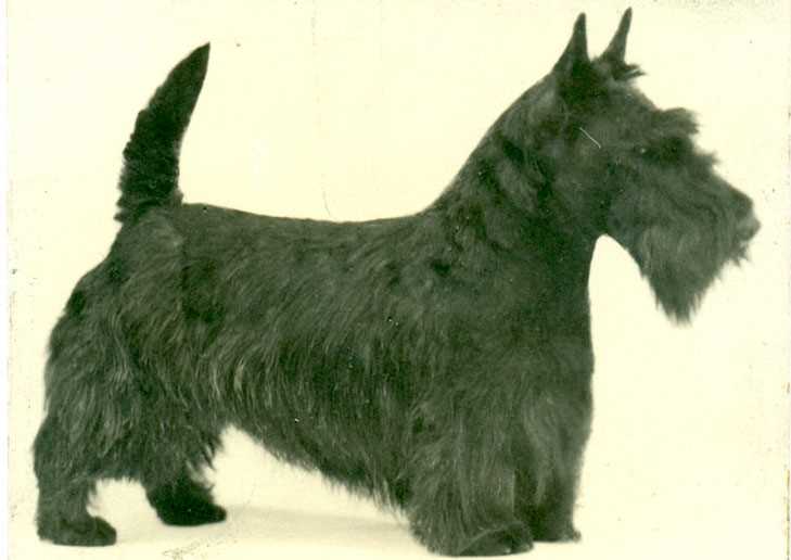 Flawless Photos of the Scottish Terrier Breed