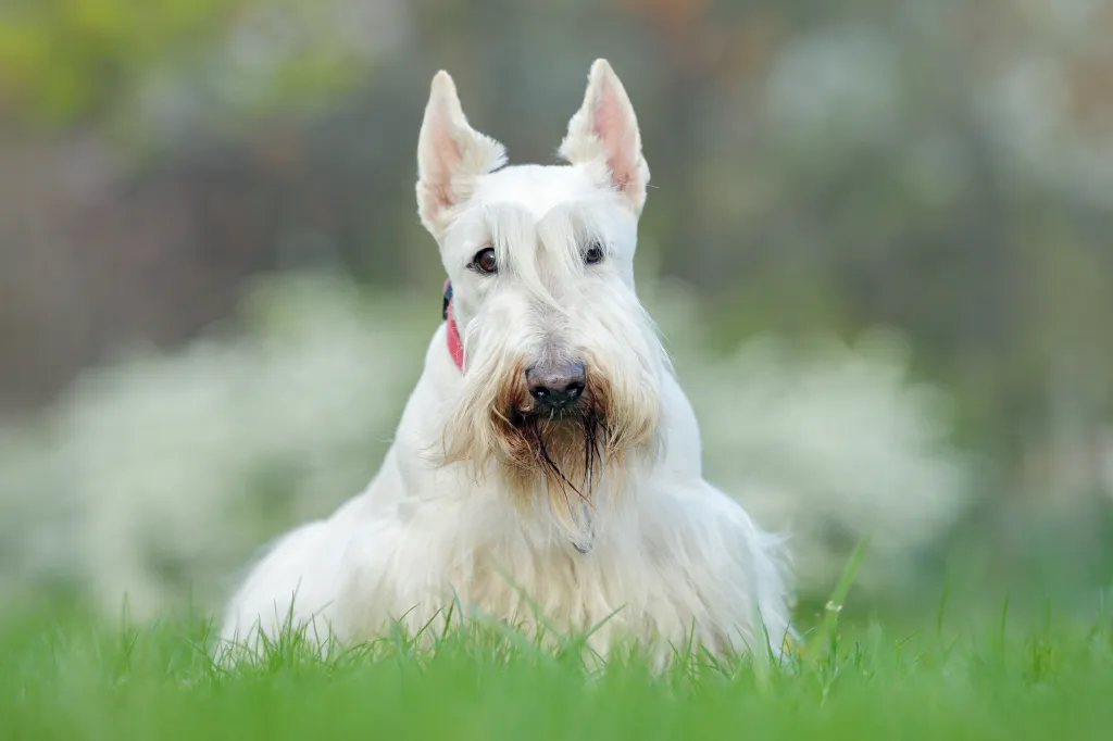 Scottish Terrier Dog Breed: A Flawless Companion Image