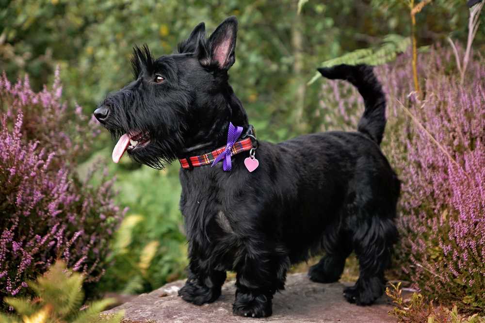 Scottish Terrier dog breed: A picture-perfect companion