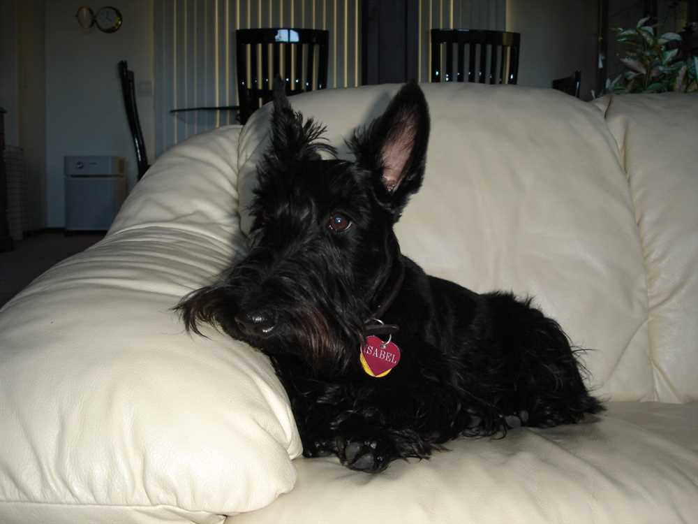 Getting Started with Scottish Terrier Training