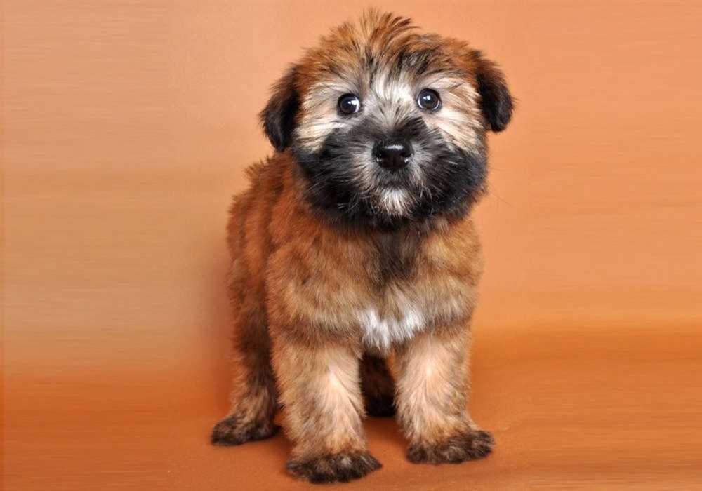 Discover why Soft Coated Wheaten Terriers are capturing hearts