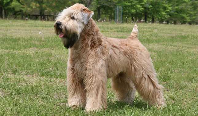 See why Soft Coated Wheaten Terriers are Winning Hearts: A Photo Journey of this Iconic Dog Breed
