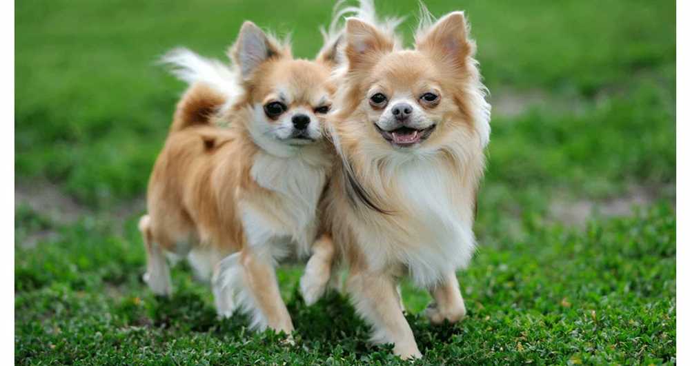 Showcasing the Chihuahua Long: A Stunning Breed in Pictures