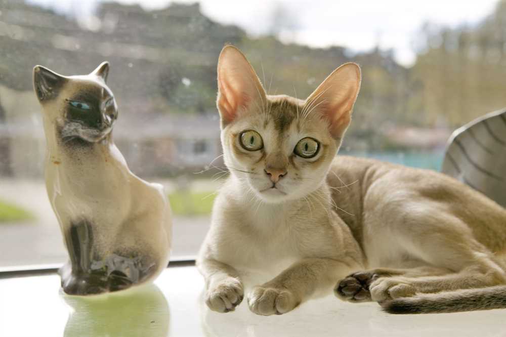 Singapura Cats: The Smallest and Sweetest Breed